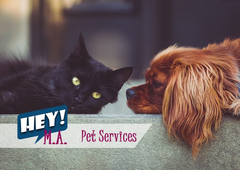 Dog & Pet Care Services